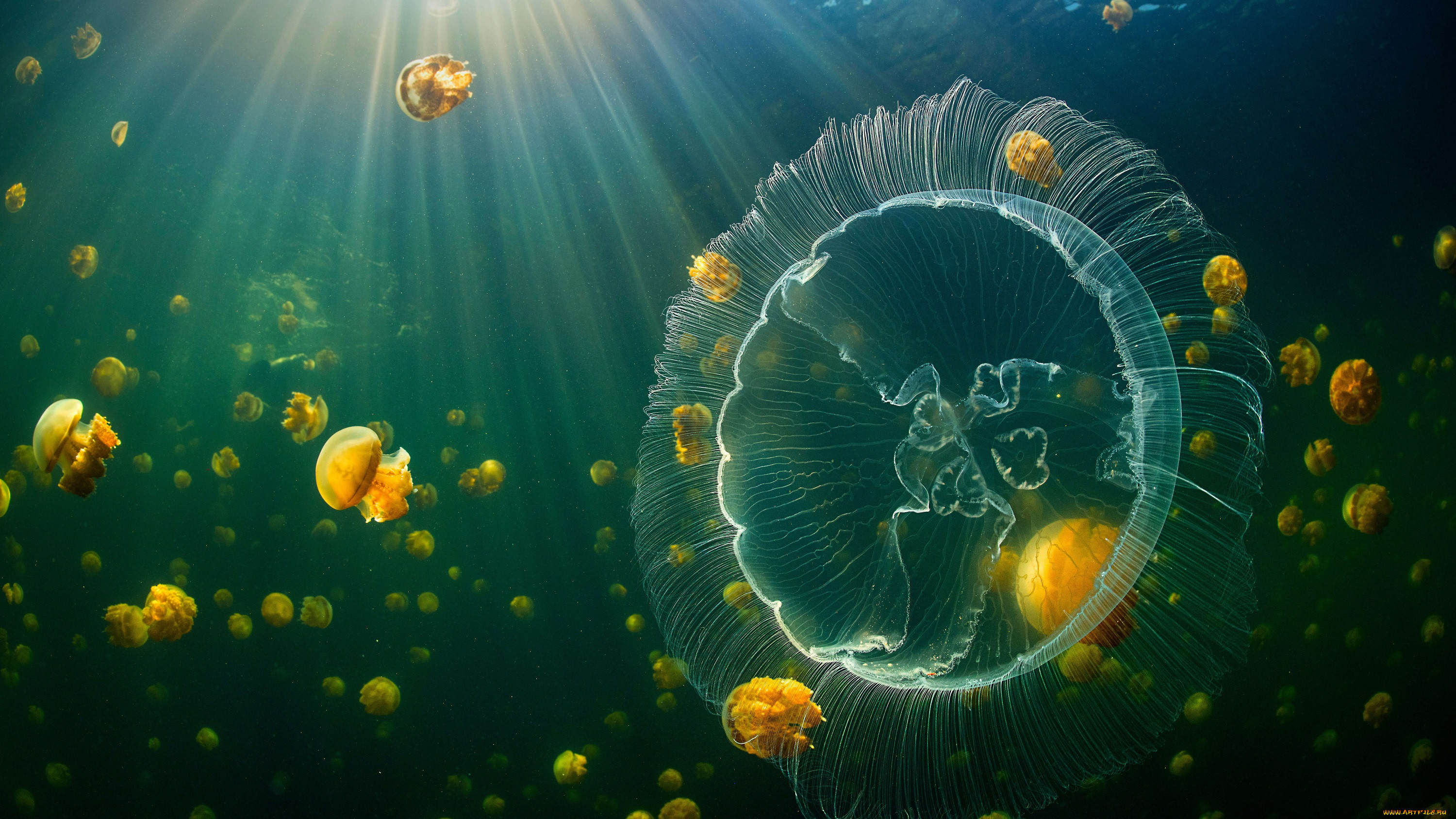 , , jellyfish, raja, ampat, islands, underwater, sunlight, indonesia, animals